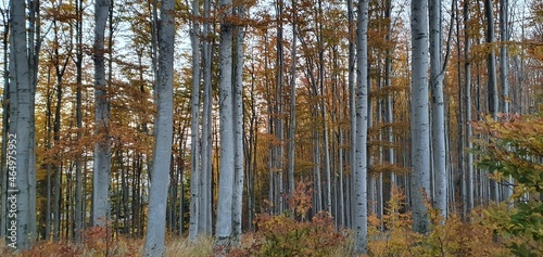 Jesienny las bukowy w górach Beskidach