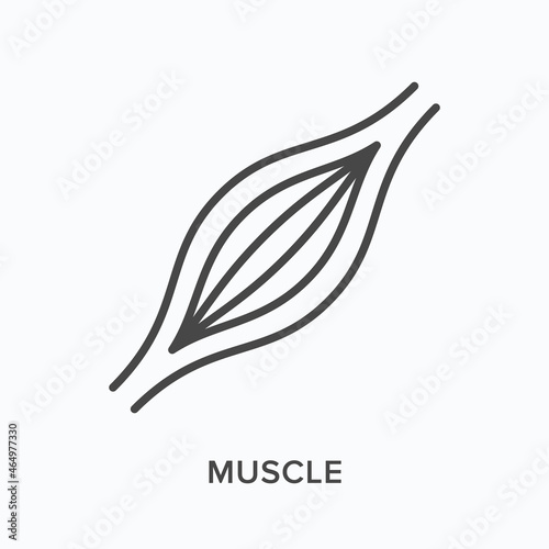 Muscle flat line icon. Vector outline illustration of human anatomy. Black thin linear pictogram for muscular system photo