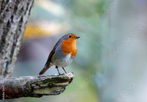 Eurasian robin perching on logs in the wood