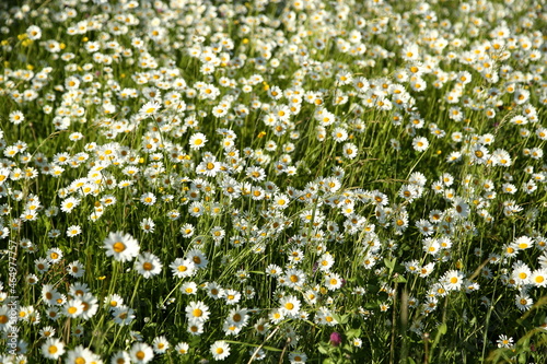 Wild chamomile field on a sunny day