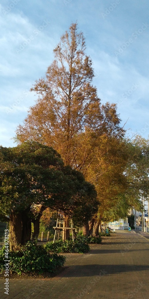 autumn in the park