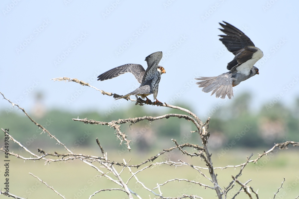 Amur Falcon In flight Amur Falcon In flight