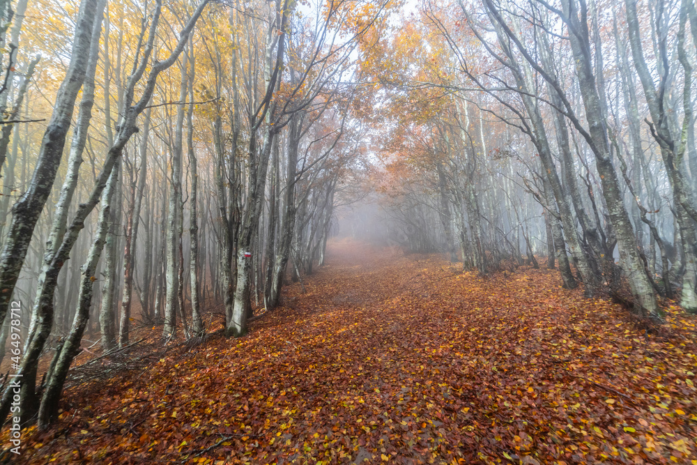 Fototapeta premium Fall Foliage into Parco Nazionale delle Foreste Casentinesi, Italy