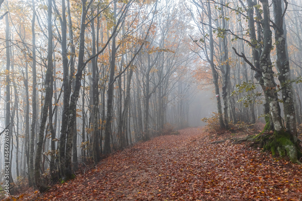 Fall Foliage into Parco Nazionale delle Foreste Casentinesi, Italy Fall Foliage into Parco Nazionale delle Foreste Casentinesi, Italy