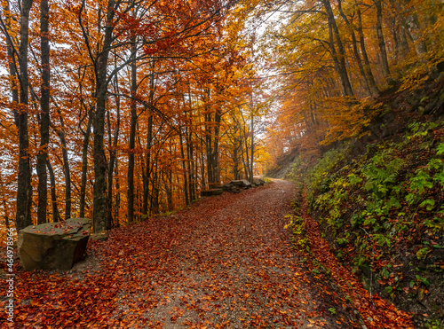 Fall Foliage into Parco Nazionale delle Foreste Casentinesi, Italy