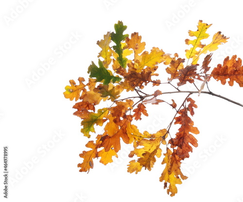Oak leaves on branch, colorful foliage in autumn isolated on white background