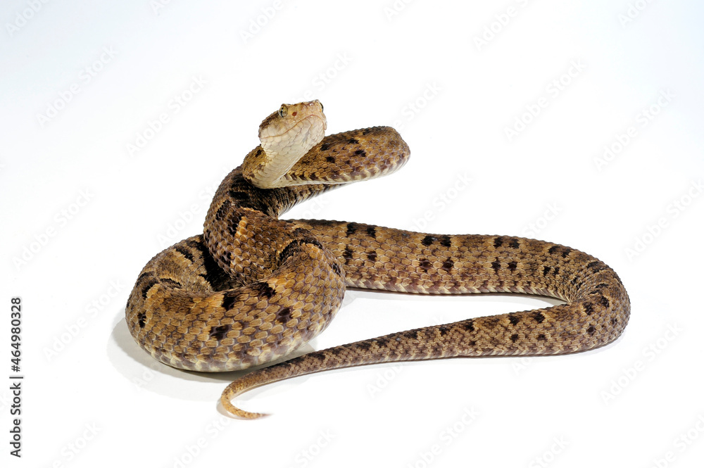 Terciopelo pit viper // Rauschuppige Lanzenotter (Bothrops asper) Terciopelo pit viper // Rauschuppige Lanzenotter (Bothrops asper)
