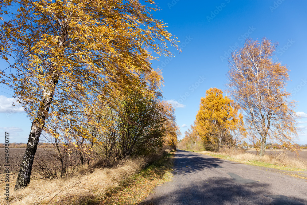 Fototapeta premium Rural asphalt road with birches in windy autumn day