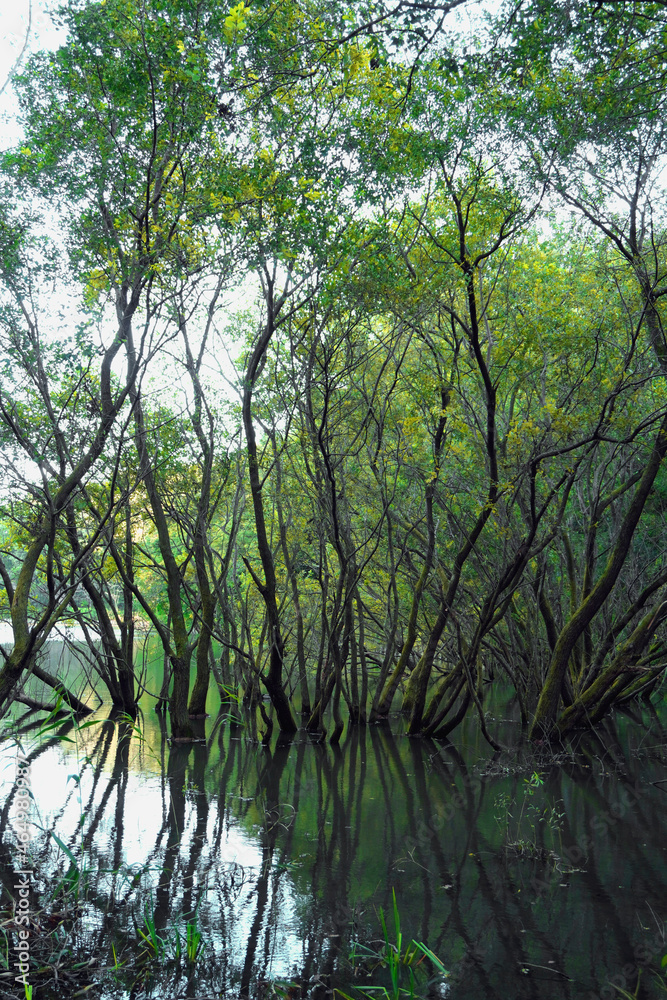 水中から生える木の反射／【八丁湖公園】日本埼玉県吉見町