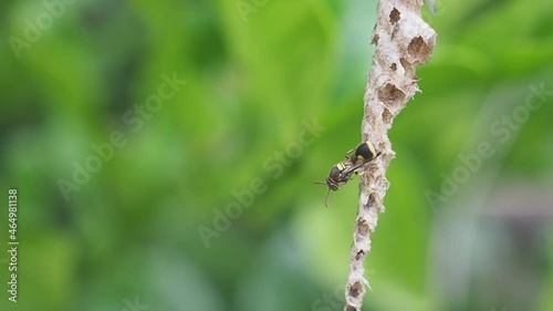 Close-up of Asian hornet or a paper wasp perches and is active in its nest hanging on the tree in the backyard