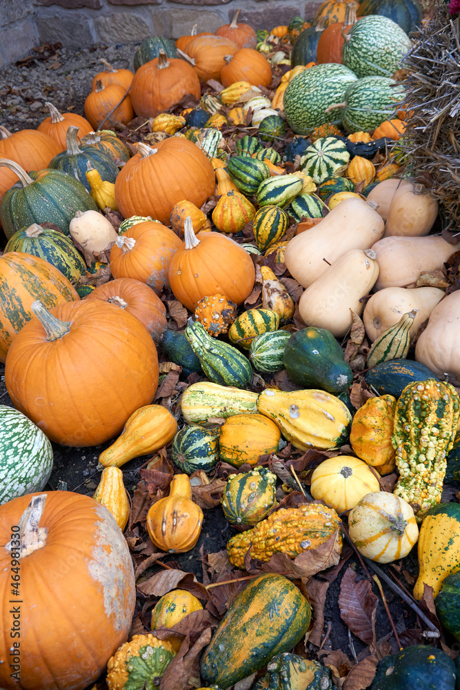 close up of pumpkins in different colors and sizes