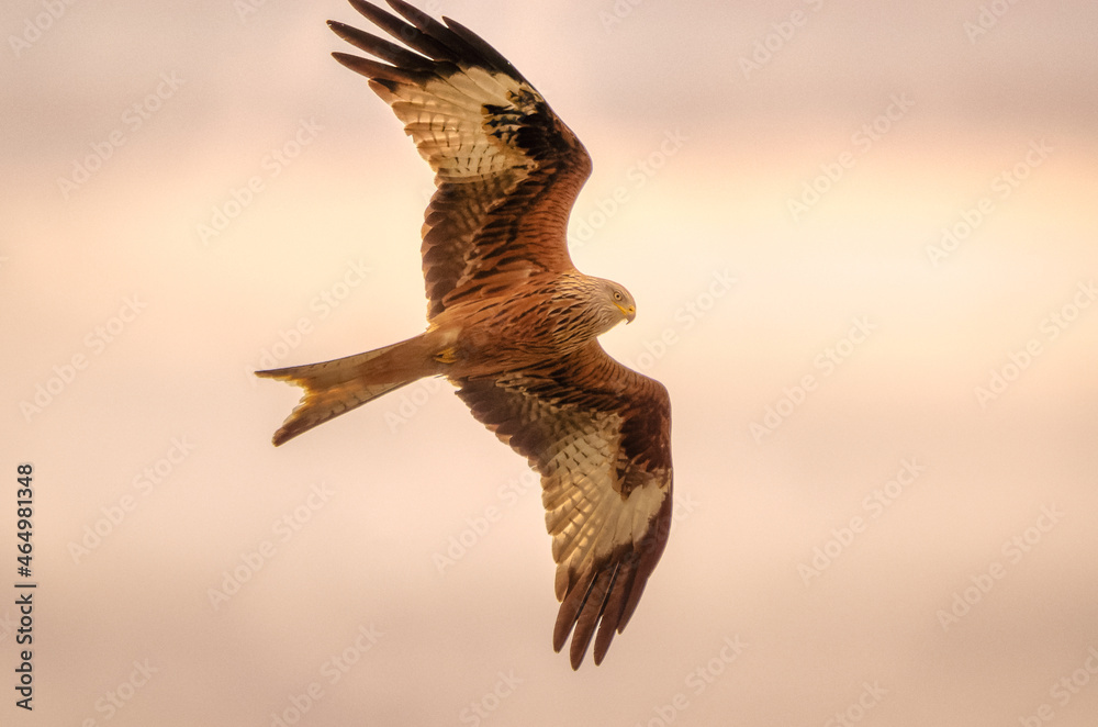 Fototapeta premium eagle