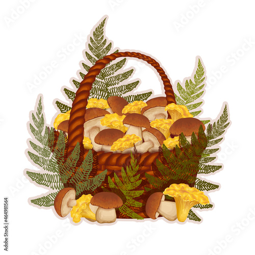 Forest full wicker basket with fresh eatable brown penny bun, porcino, yellow chanterelles and green fern leaves isolated on white background. Seasonal mushrooming illustration. Botanical vector.
