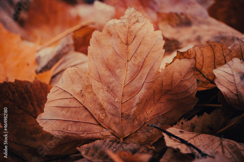 autumn leaves on the ground © Marcin