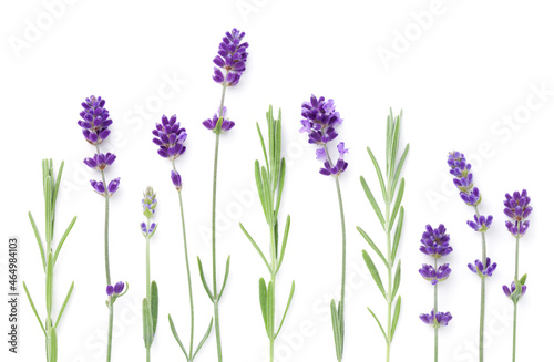 Set Of Lavender Flowers Isolated Over White