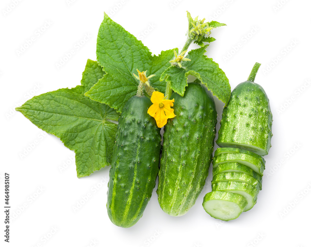 Fresh Ground Cucumbers With Leaves And Flowers Fresh Ground Cucumbers With Leaves And Flowers