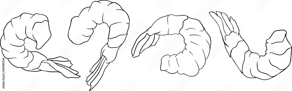 Shrimp, prawn icons set. Collection shrimp, without shell, meat. Realistic vector illustration, coloring pages