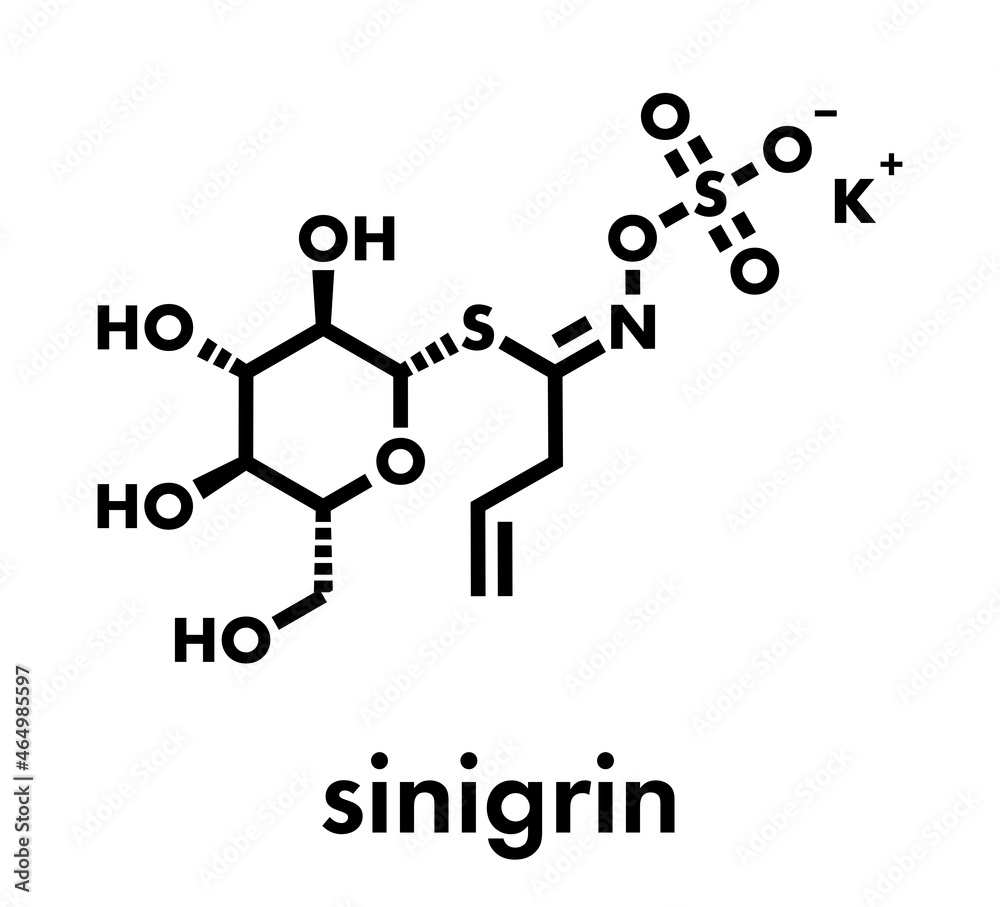 Sinigrin glucosinolate molecule. Present in some cruciferous vegetables (Brussels sprouts, broccoli, black mustard, etc). Skeletal formula.