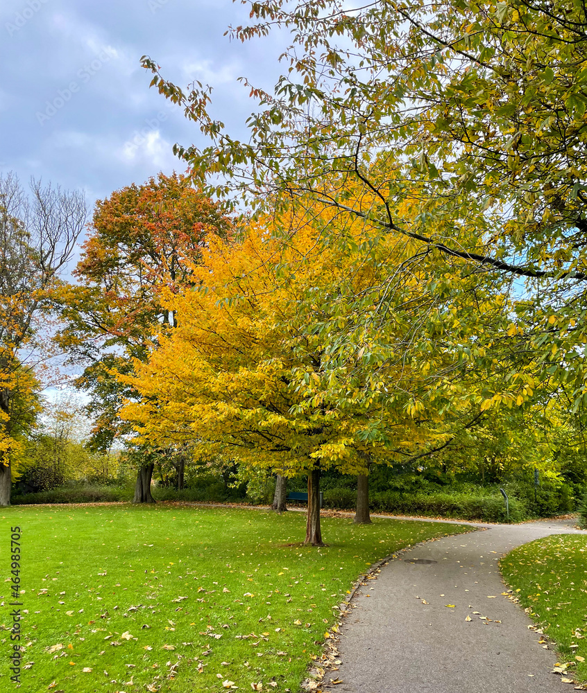 Fototapeta premium Retrato de arbol en otoño en el parque escandinavo con camineria al costado
