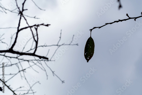 冬になり枝に一枚残った葉