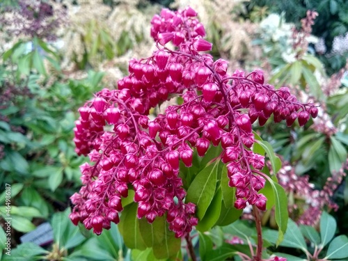 Pieris japonica 'Valley Valentine'