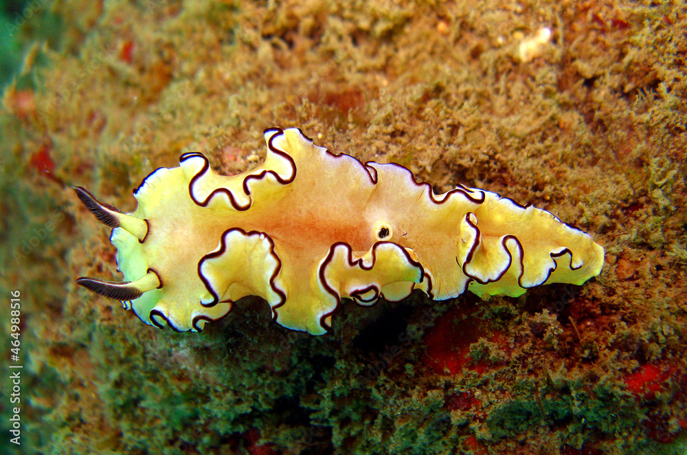 nudibranch sea slug on the coral reef of the Similan Islands in Southern Thailand nudibranch sea slug on the coral reef of the Similan Islands in Southern Thailand