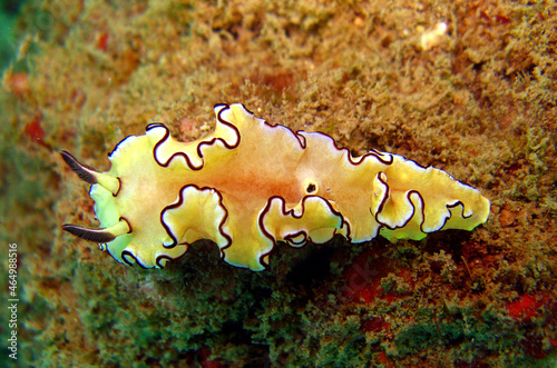 nudibranch sea slug on the coral reef of the Similan Islands in Southern Thailand