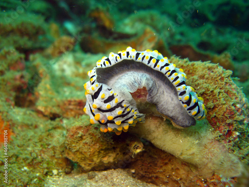 Varicose Wart Slug (Phyllidia varicosa) on the coral reef of Phuket, Thailand © Kim