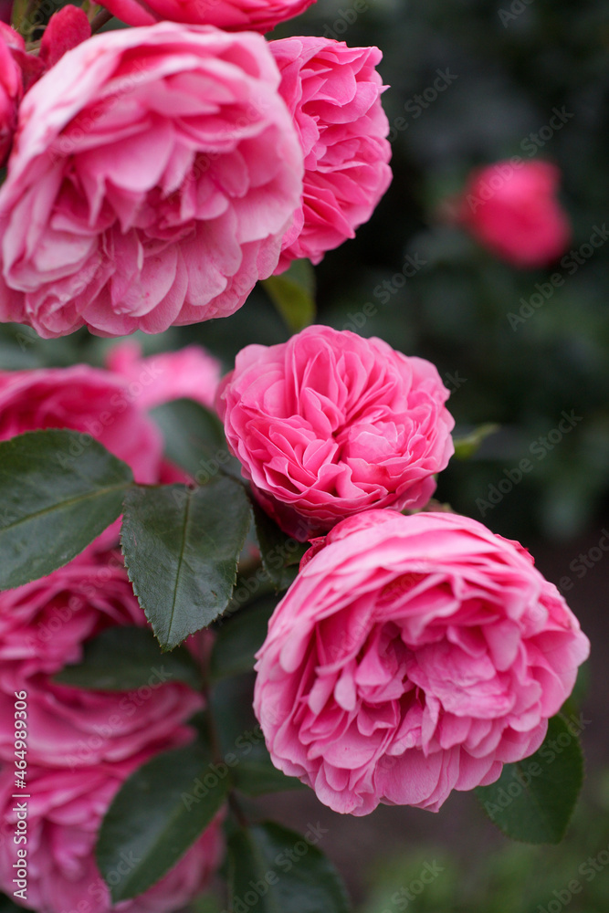 Colorful peonies.