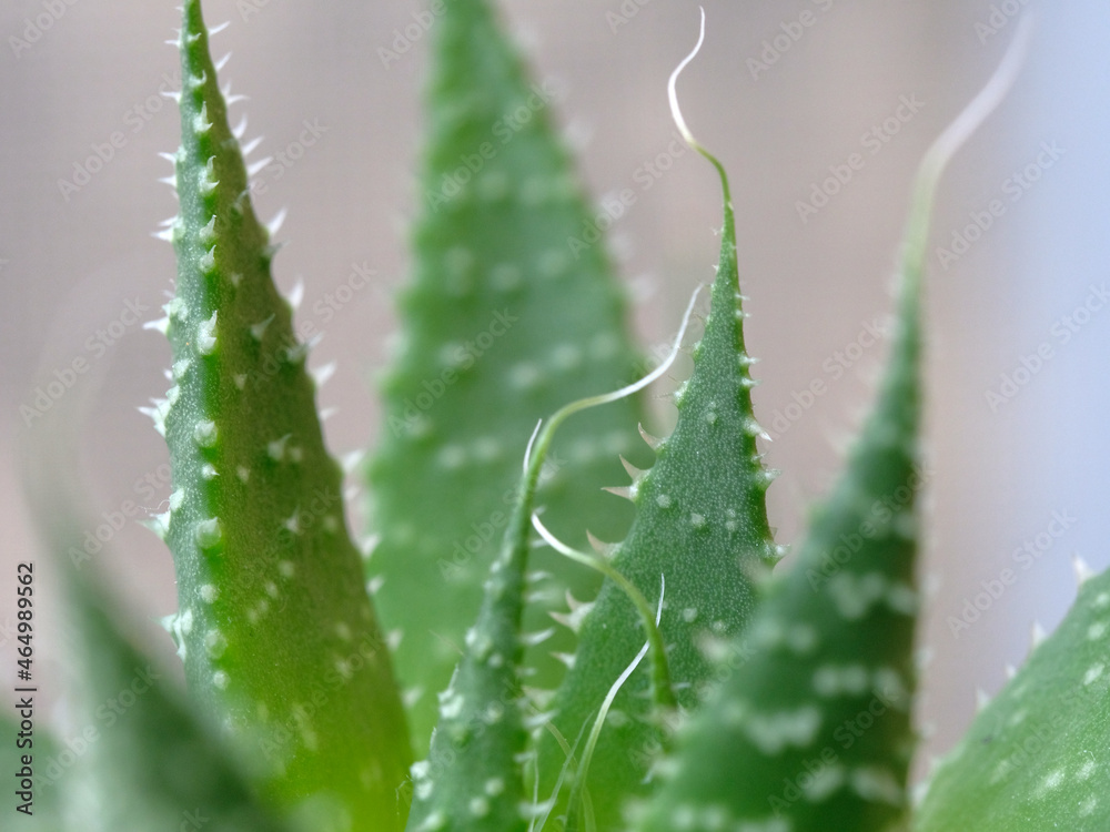 Aloe aristata. Green leaves. Close-up, macro. Aloe aristata. Green leaves. Close-up, macro.