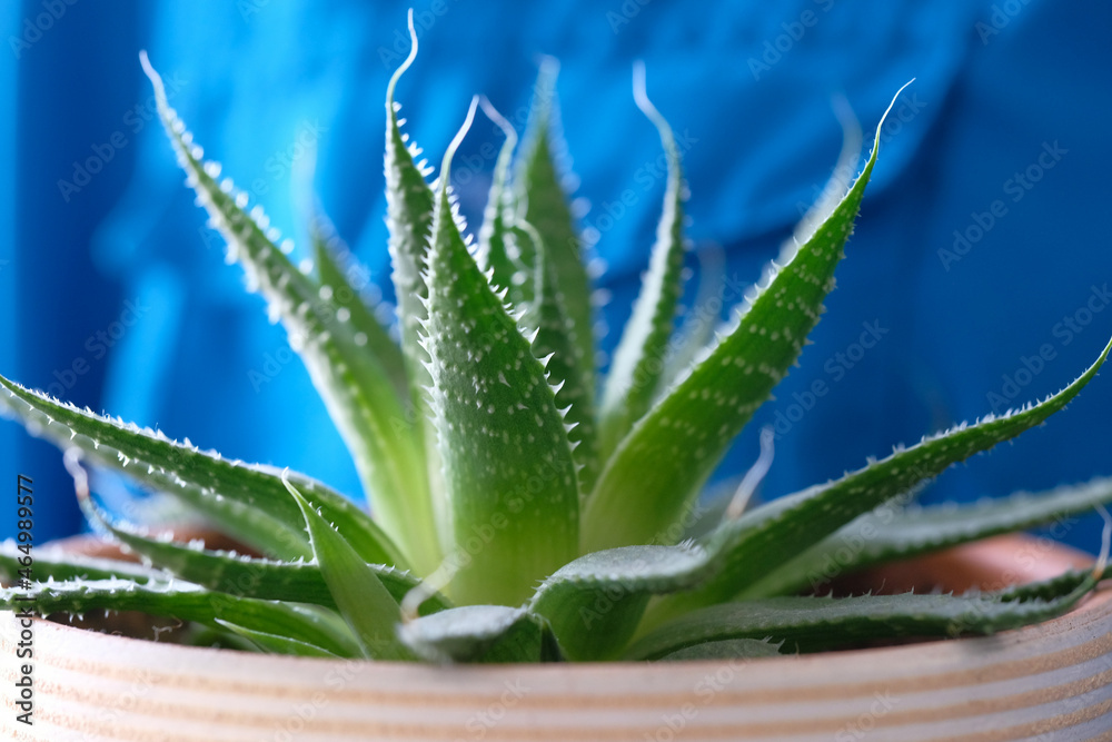 Aloe aristata. Green leaves. Close-up, macro. Blue background. Aloe aristata. Green leaves. Close-up, macro. Blue background.