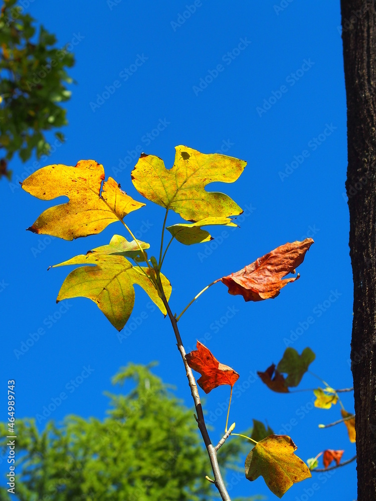 Obraz premium ユリノキの幹と小枝の黄葉の葉と青空