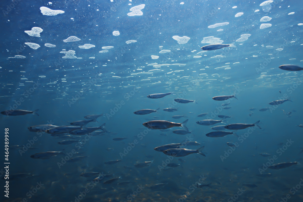 fish underwater shoal, abstract background nature sea ocean ecosystem