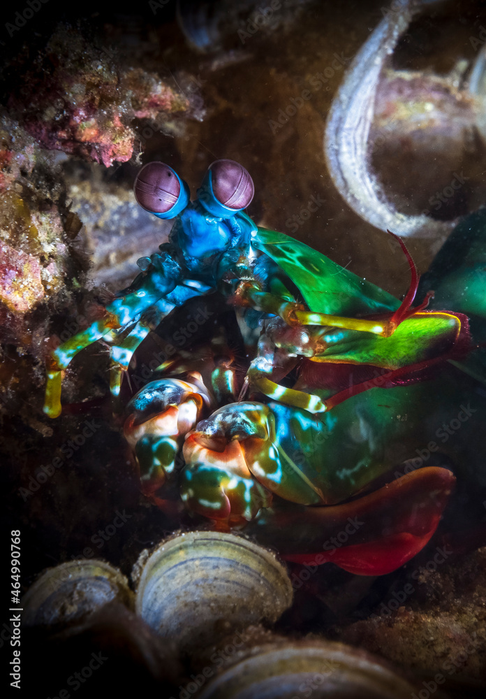 Odontodactylus scyllarus, commonly known as the peacock mantis shrimp