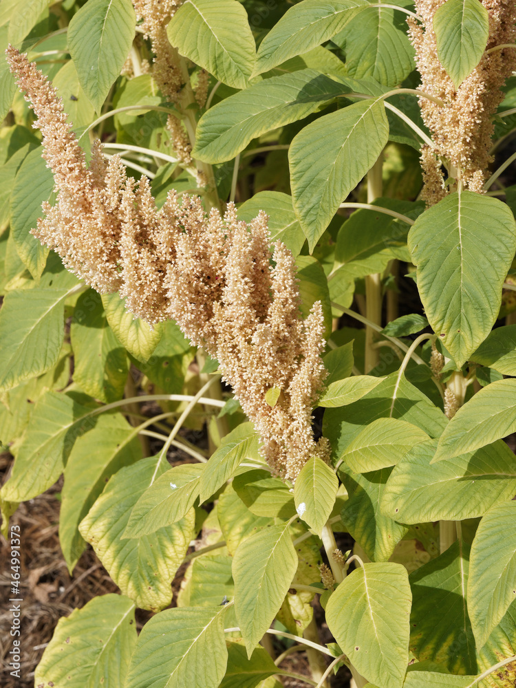 (Amaranthus spec.) Blütenstand und Laubblätter des Popp-Amarant Alegria als Gartendekoration kultiviert