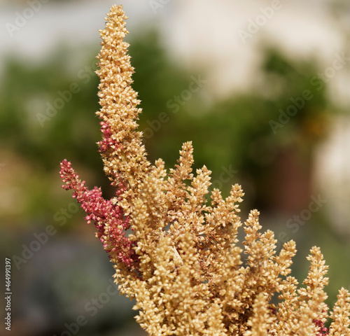 Nahaufnahme auf zweifarbige, creme und rötliche Blütenrispen Popp-Amaranth Alegria photo