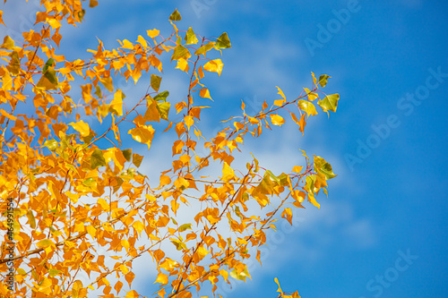 colorful autumn tree 