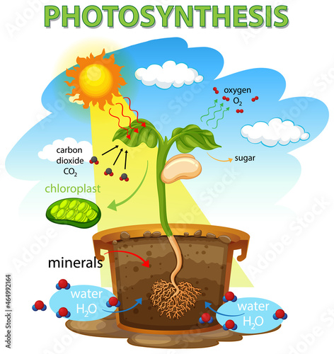 Diagram showing process of photosynthesis in plant