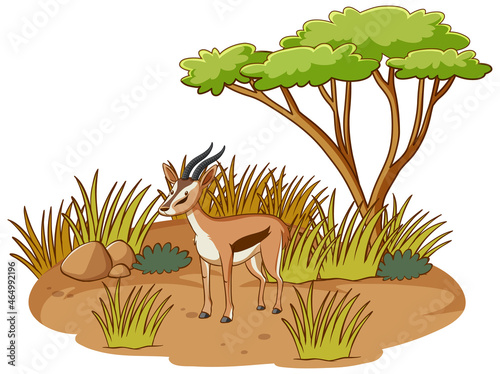 Impala in savannah forest on white background