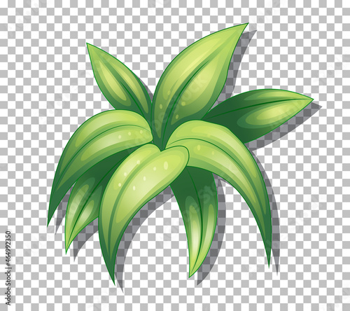 Tropical plant on transparent background