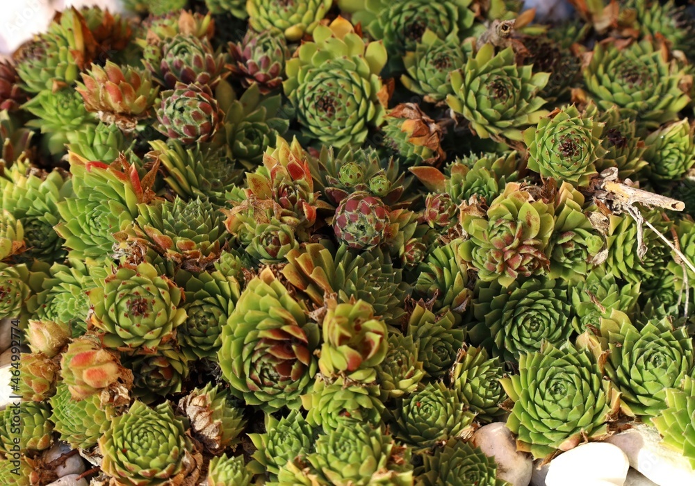 Fototapeta premium Colorful Sempervivum succulent plants at the beginning of autumn. They are commonly known as houseleeks