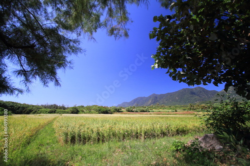 Rice paddy field ready for harvest in Taitung county with mountains in the background on a sunny day. Taiwan