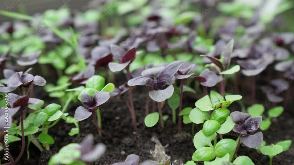 The basil leaves are green natural herb. Selective focus. Growing healthy spices The basil leaves are green natural herb. Selective focus. Growing healthy spices