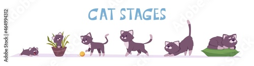 Cat growth stages. Small domestic animal playful and lying poses pets growing exact vector characters in cartoon style