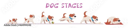 Dog growth. Puppy and old dog domestic funny animals in action poses exact vector illustrations set in cartoon style