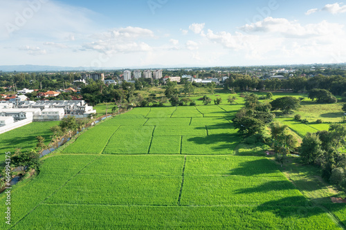 Land or landscape of green field in aerial view. Plot of land on earth for agriculture farm, farmland or plantation with texture pattern of crop, rice, paddy. Rural area with nature at countryside.