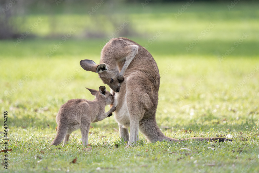 kangaroo and baby joey kangaroo and baby joey