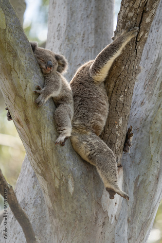 Mother and baby koala sleeping together
