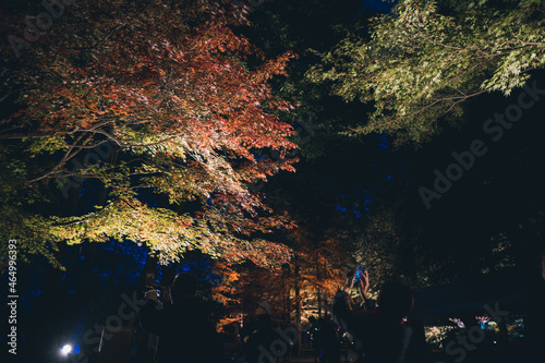 秋の山と木々の紅葉 © 亮太 坂手