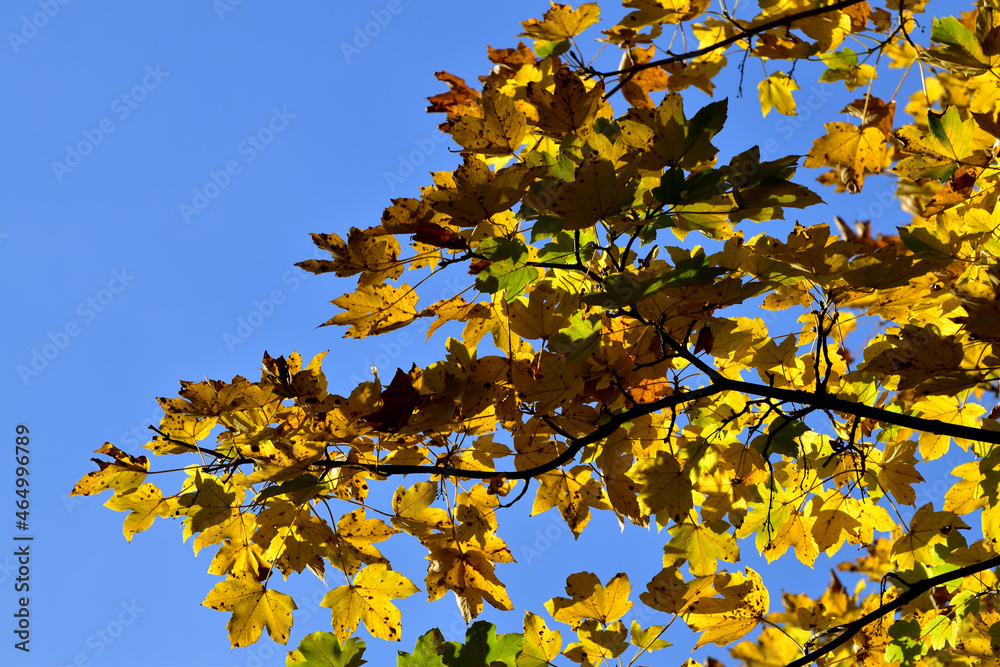 Eichenlaub im Herbst Eichenlaub im Herbst